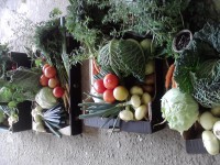 /album/zahradnictvi-spunar/p100714-13-19-01-jpg/